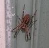 Zoropsis spinimana